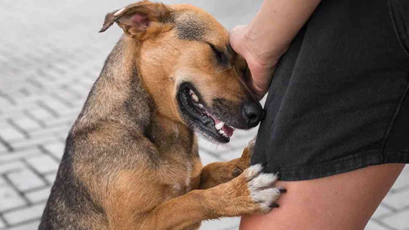 ¿Cómo adoptar un perro en Madrid?