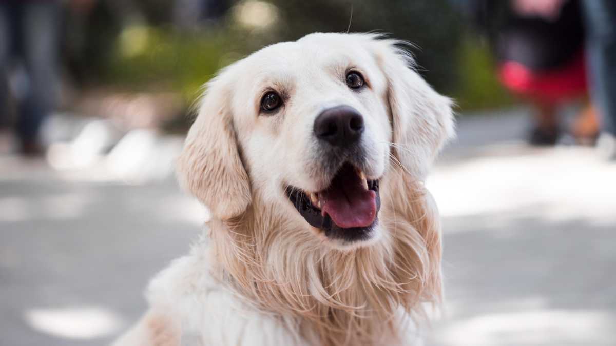 Los perros pueden sentirse rechazados si les prohíbes esto.