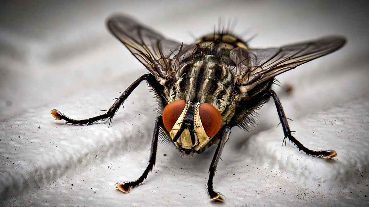 Afecciones mosca negra.