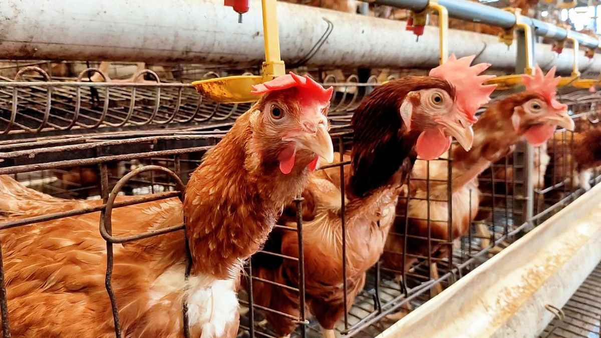 gallinas enjauladas en granja avícola durante medidas de control por gripe aviar en España.