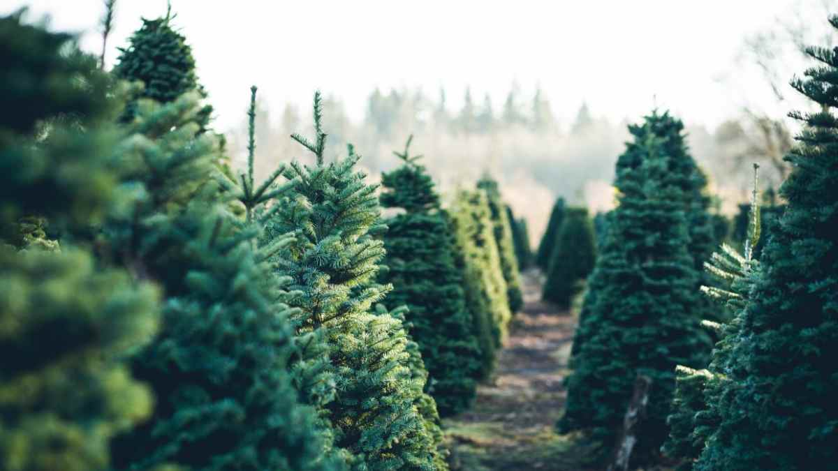 Plantación de abetos de Navidad antes de su replantación en el monte