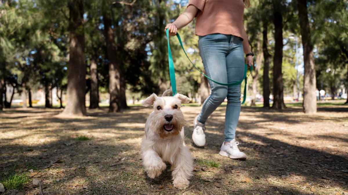 Perro paseando con correa en un parque de Madrid según la normativa para dueños de mascotas