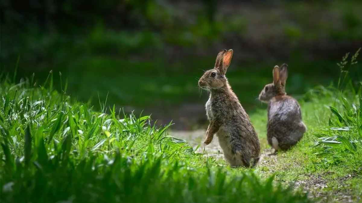 Conejos en una zona verde urbana incluidos en el plan municipal de control de fauna