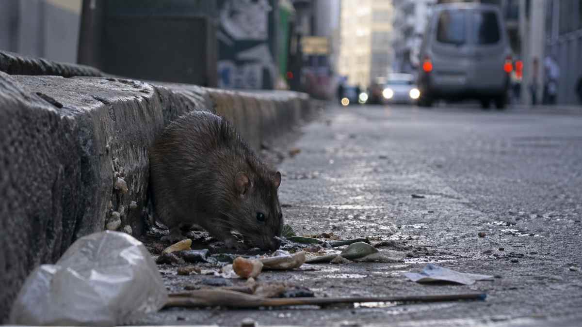Rata en calle de Madrid alimentándose entre basura urbana, relacionada con superratas resistentes al veneno