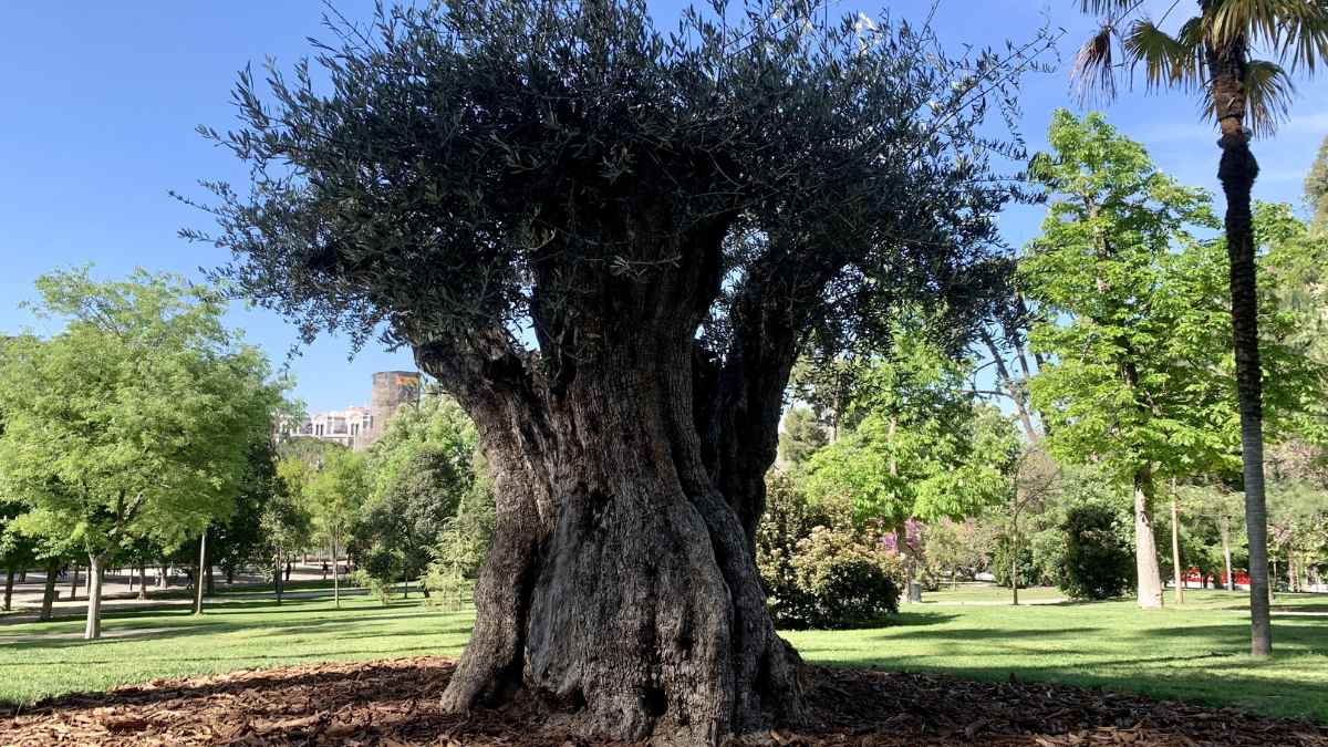 El árbol más antiguo de Madrid, un olivo de 627 años situado en el parque de El Retiro