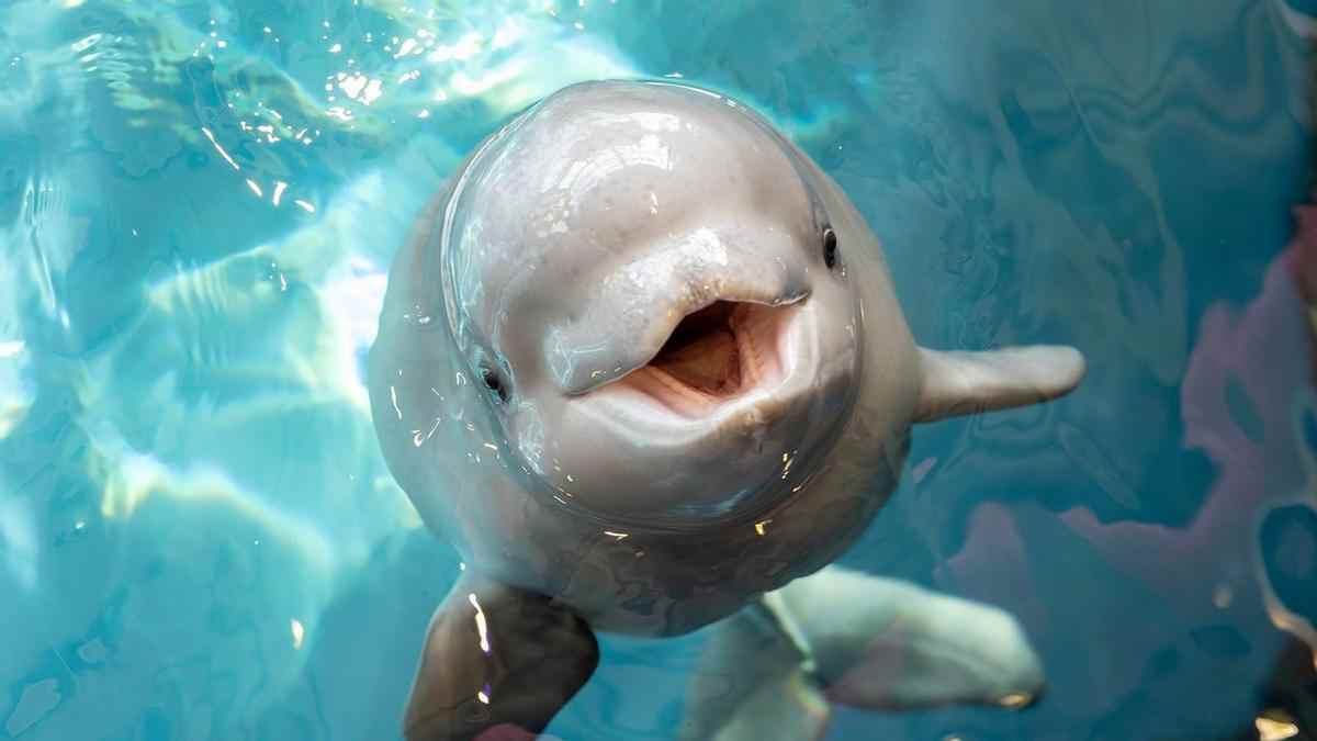 belugas son capaces de conocerse frente a un espejo.