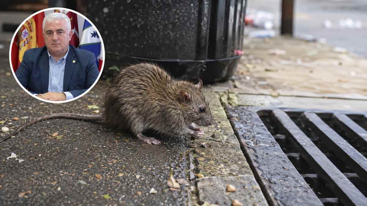 Rata junto a una alcantarilla en Leganés ante el aumento de roedores en varios barrios de la ciudad