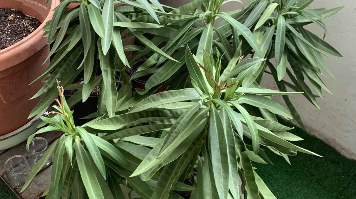 Plantas ornamentales en macetas protegidas del calor extremo durante el verano