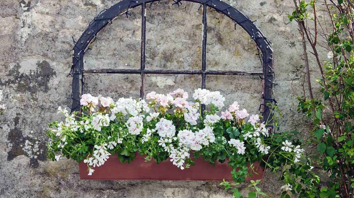 Geranios blancos en una jardinera con abundante floración tras un riego adecuado durante el verano
