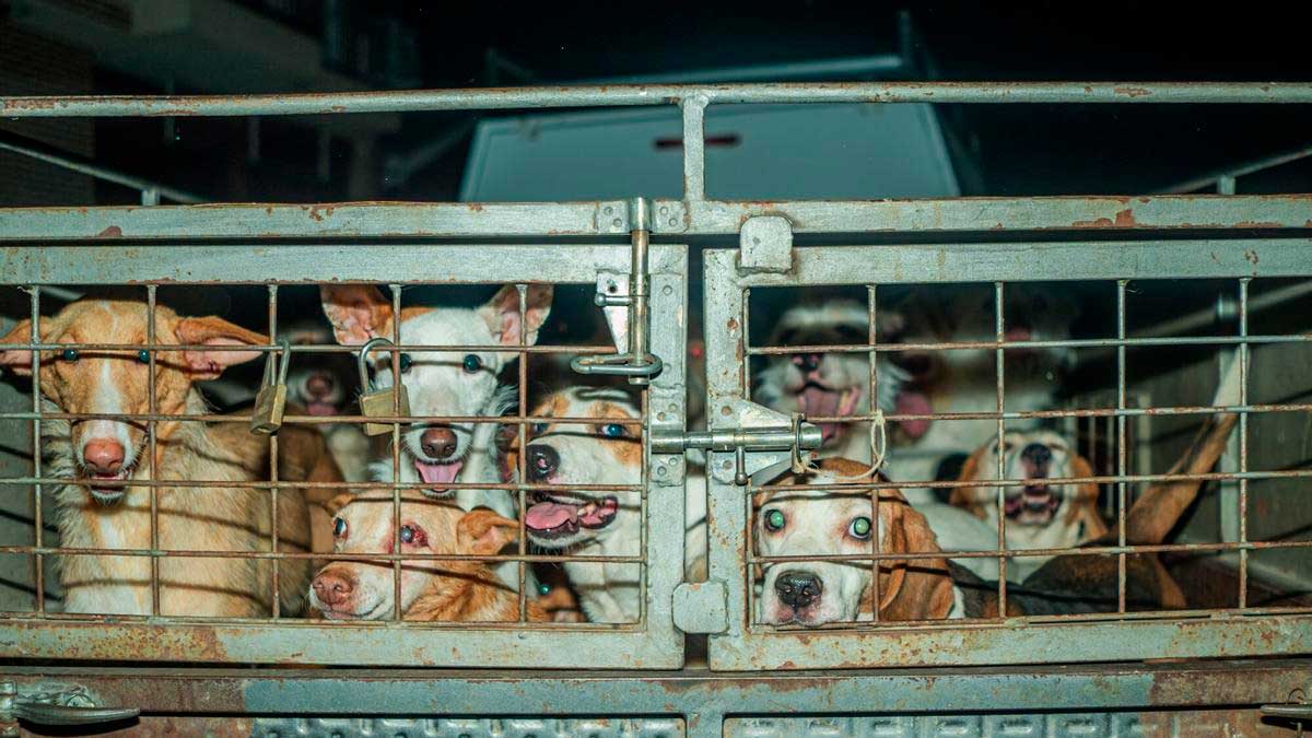 Perros rescatados tras el incendio de la Sierra Oeste en un refugio temporal