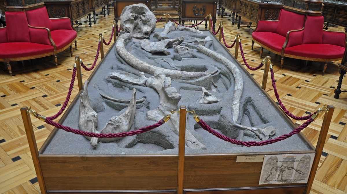 Esqueleto fósil de mastodonte expuesto en el Museo Geominero de Madrid durante su centenario