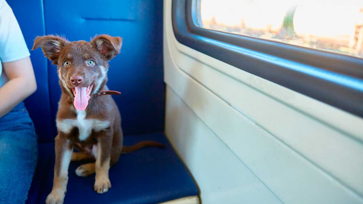 Perro viajando en tren Renfe, nueva normativa para viajar con perros de hasta 40 kilos