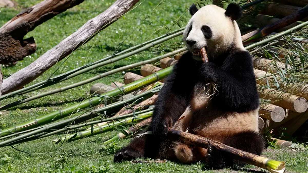 Panda gigante comiendo bambú en el Zoo de Madrid