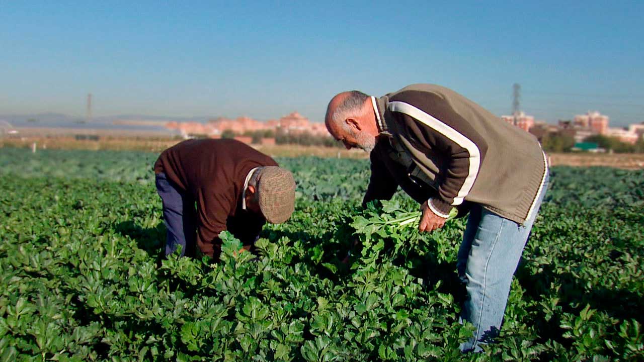 Agricultores trabajando en un campo de cultivo de la Comunidad de Madrid