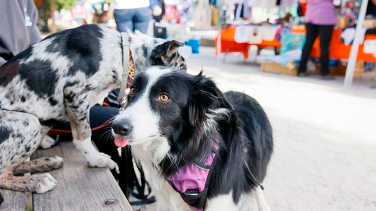 Perros en una jornada de adopción de animales en Colmenar Viejo
