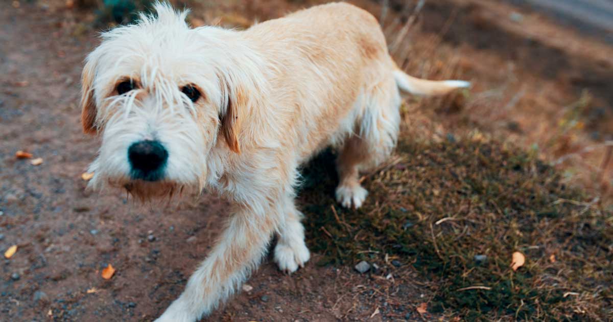 Perro perdido en Madrid esperando ser localizado por su dueño
