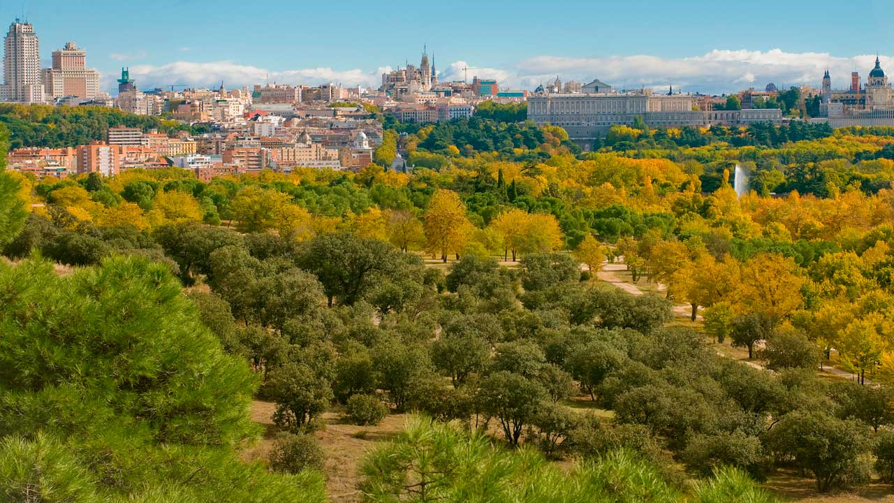 Ruta entre árboles centenarios en la Casa de Campo de Madrid