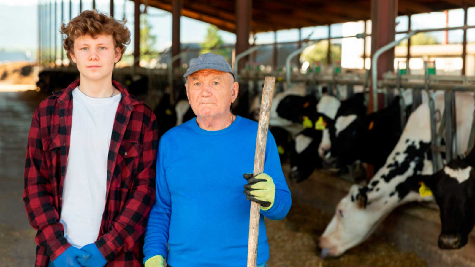 Ganadero mayor junto a un joven en una explotación de vacas, imagen del relevo generacional en el campo