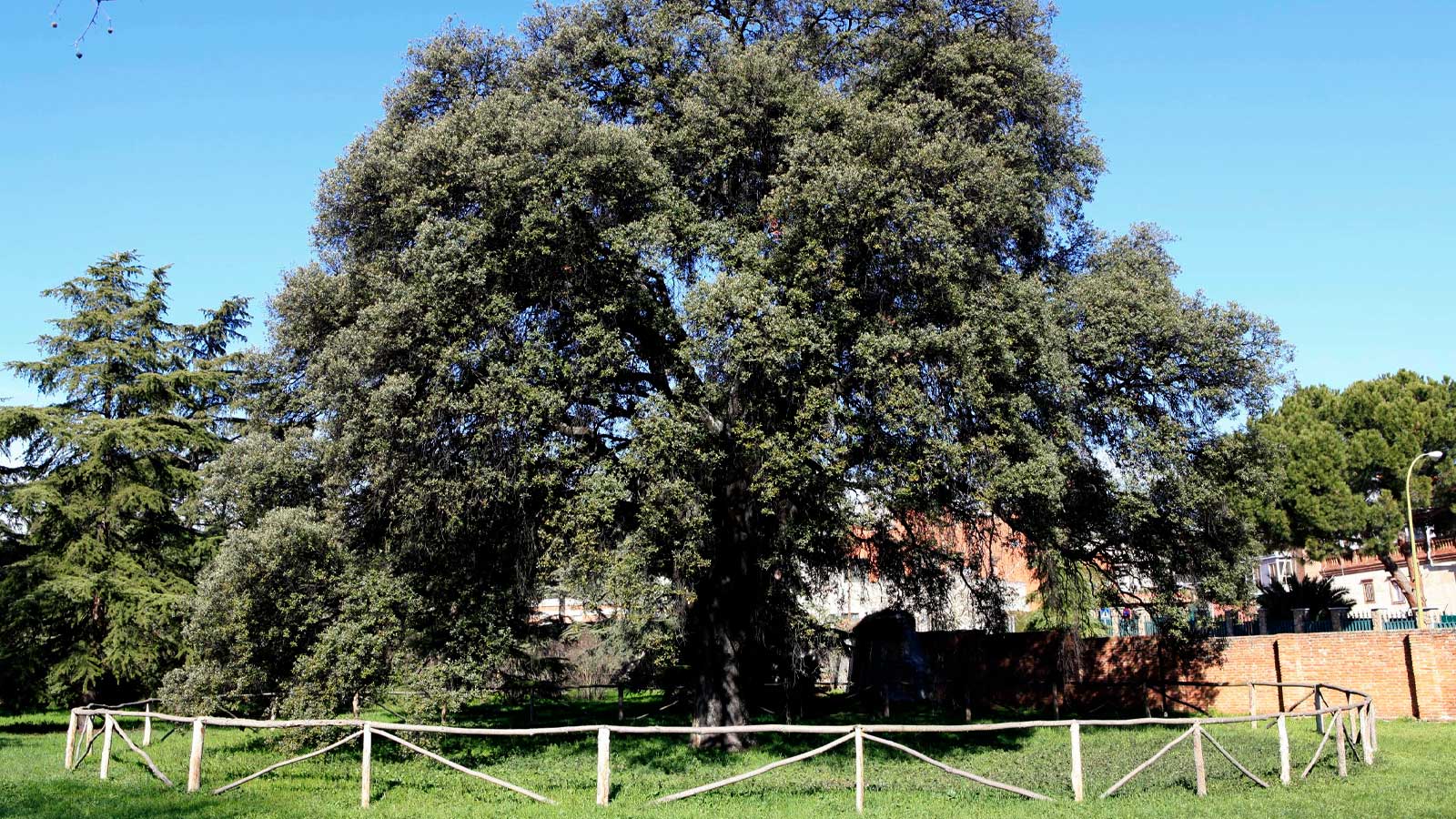 Encina de más de 300 años en la Quinta de Torre Arias de Madrid.