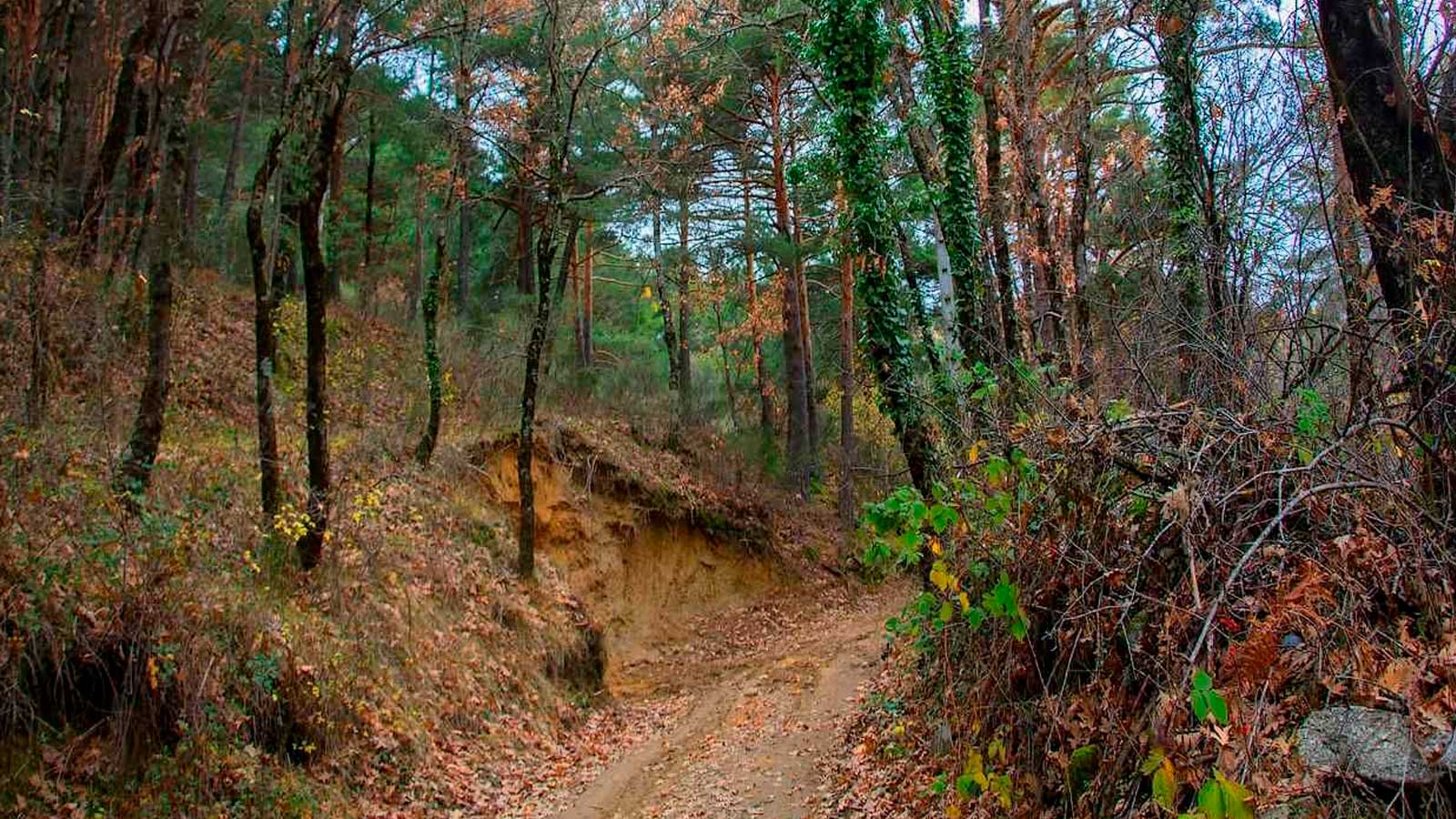 Bosque en otoño cerca de Madrid para una escapada en transporte público