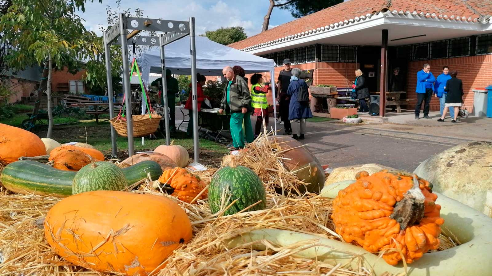 Calabazas gigantes y raras expuestas en el Centro de Educación Ambiental El Retiro de Madrid