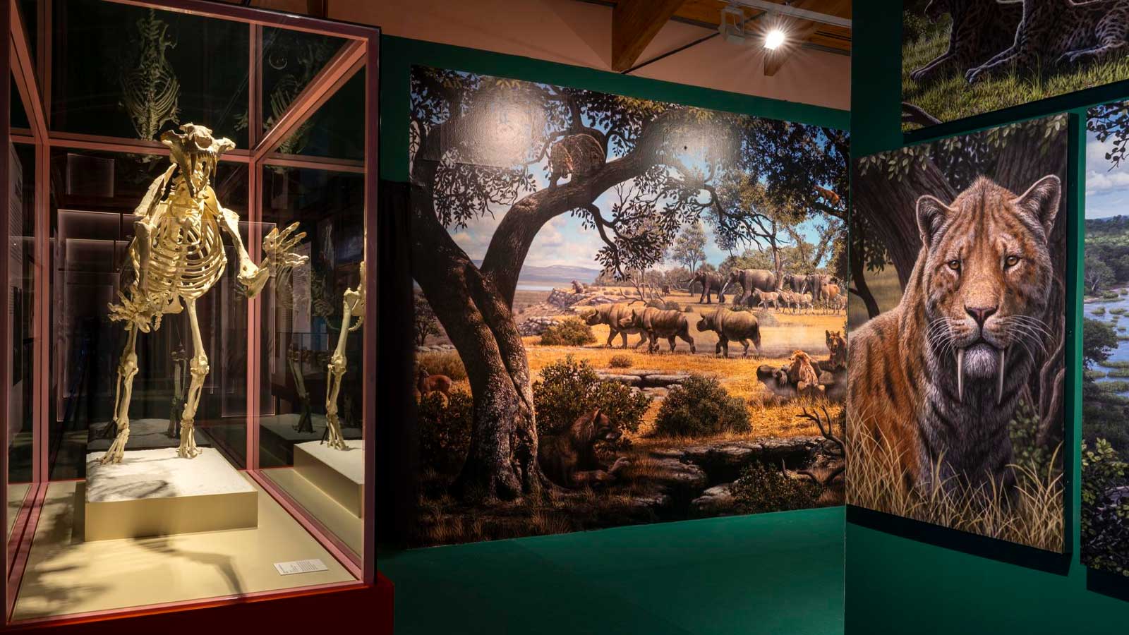 Esqueleto de un félido dientes de sable junto a ilustraciones de animales prehistóricos en el museo de Alcalá de Henares