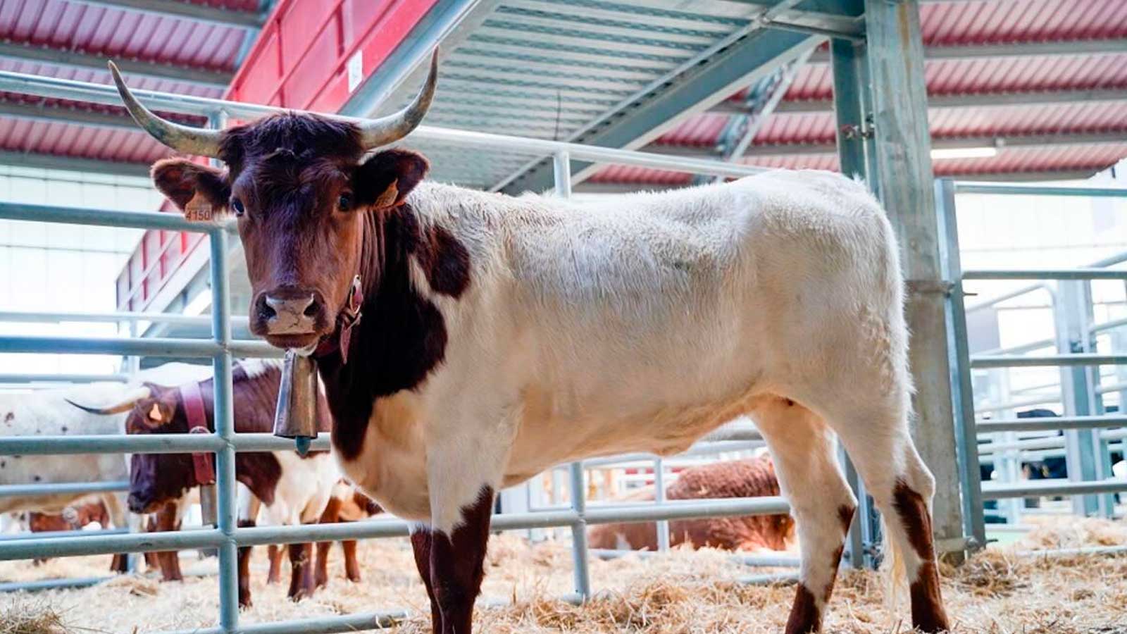 Vacas de distintas razas en la feria de ganado de Colmenar Viejo, Madrid.