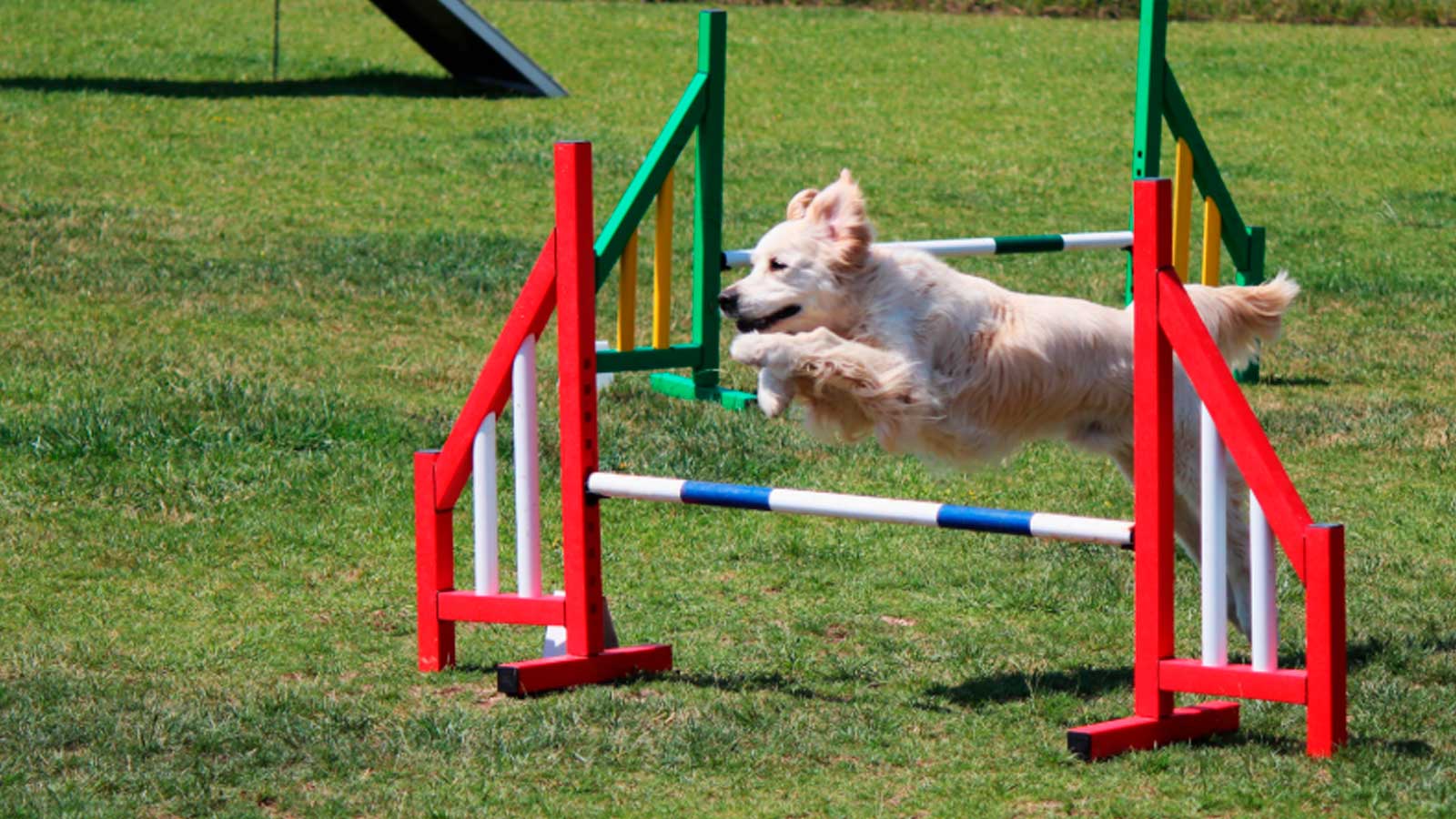 Perro de pelo claro saltando una valla de agility en un circuito de obstáculos sobre césped.