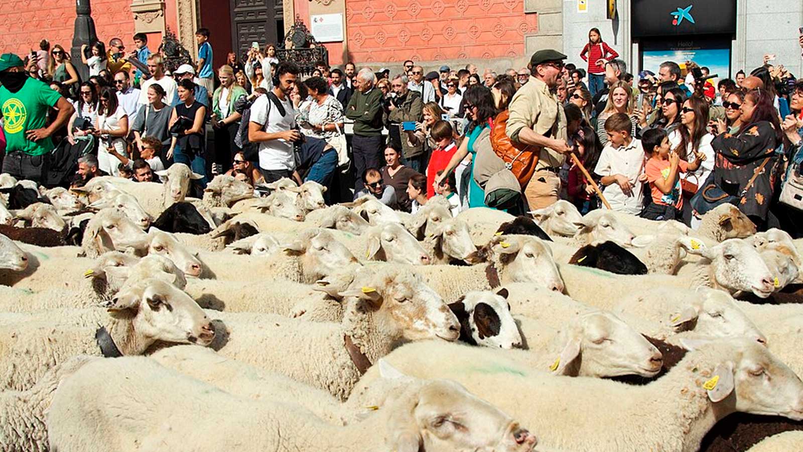 Rebaño de ovejas durante la Fiesta de la Trashumancia celebrada en Madrid en 2025.