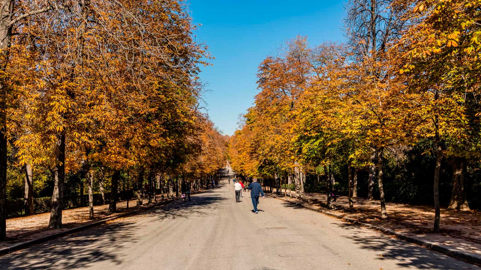 Paseo arbolado en Madrid durante el otoño, con cielo despejado y personas caminando bajo el sol.