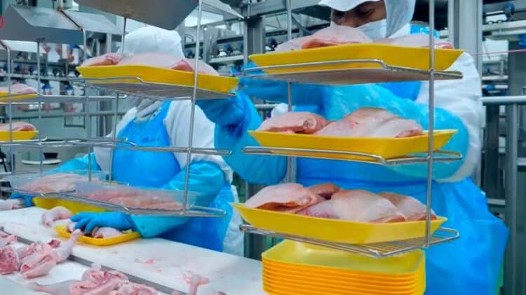 Trabajar en el matadero del sector avicola Redondo en Leganés